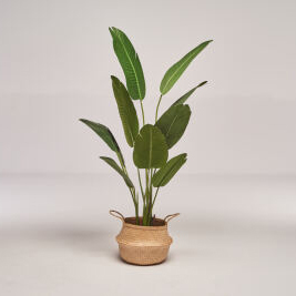 Tree Bananowiec 115 cm