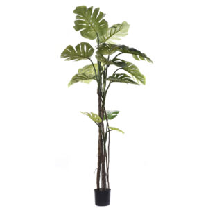 Tree Monstera 180 cm