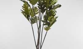 TREE FILODENDRON 230