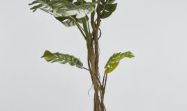 TREE MONSTERA 180