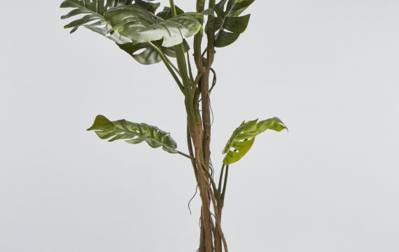 TREE MONSTERA 180