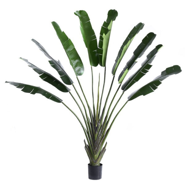 Tree Bananowiec 220 cm - obrazek 4