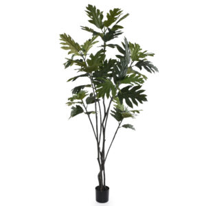 Tree Filodendron 230 cm