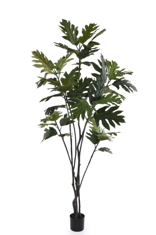 Tree Filodendron 230 cm - obrazek 3