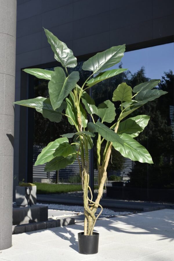 Tree Sterlicja 190 cm - obrazek 3
