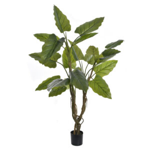 Tree Sterlicja 190 cm