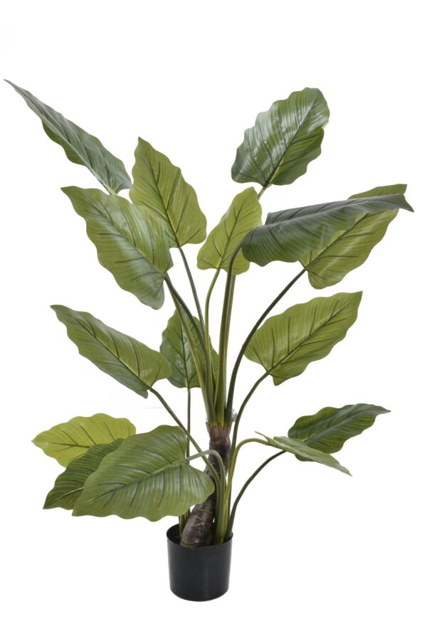 Tree Sterlicja 190 cm - obrazek 2