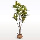 TREE FILODENDRON 230