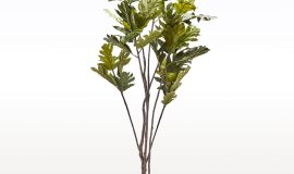 TREE FILODENDRON 230