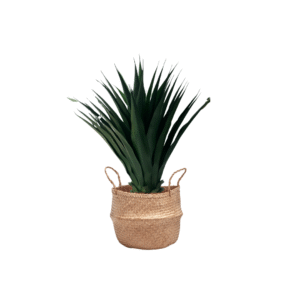 Aloes 100 cm